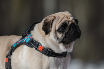 handsome pug dog portrait in the park