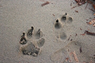 dog tracks on wet sand