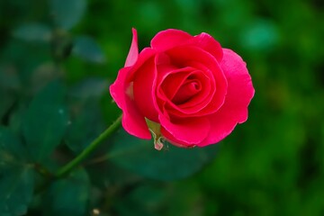 red rose in garden