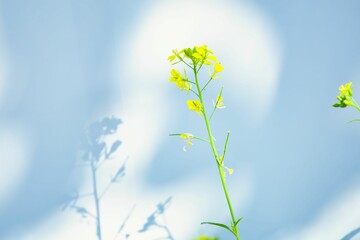 Yellow mustard flower with spring green leaves