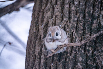 北海道　エゾモモンガ　小動物　かわいい