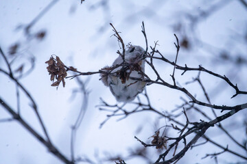 北海道　エゾモモンガ　小動物　かわいい