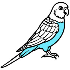 Blue Parakeet on white background