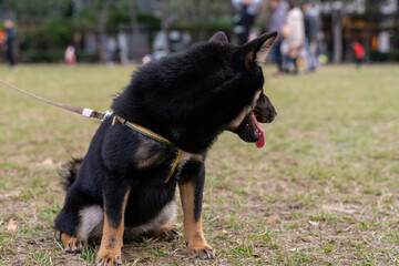 A lively black Shiba Inu is seen playing on a vibrant green lawn, radiating energy and joy. Its sleek black coat, curled tail, and expressive eyes capture the breed's unique charm and spirited 