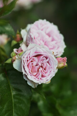 Close-up of full blooming light lush pink roses against blurred green leaves. Beautiful summer flowers bloom in city park.