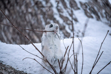 北海道, エゾモモンガ, 小動物, 哺乳類, かわいい, 動物, りす, げっ歯類, 野生動物, 野生, 陸上動物, 自然, 栗鼠, 木, 森, 生物, 可愛い, 茶色, 生き物, 森林