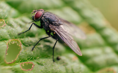 Extreme macro photography of a stable fly on an alder leaf, captured in a forest in the eastern...