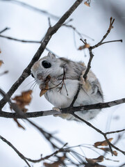 北海道　エゾモモンガ　小動物　かわいい