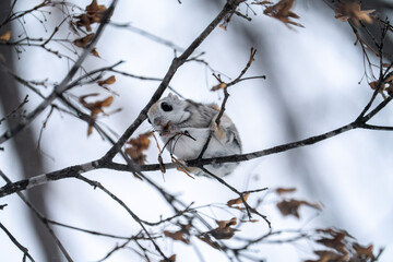 北海道　エゾモモンガ　小動物　かわいい