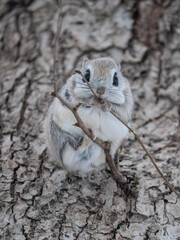 北海道　エゾモモンガ　小動物　かわいい