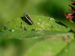 Macro photography of a tiny striped leafhopper on a red clover leaf, captured in a garden in the eastern Andean mountains of central Colombia.