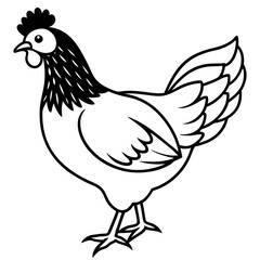 Silkier Chicken on white background