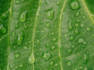 Extreme macro photography of rain drops on a kale leaf , captured early in the morning in a garden in the eastern Andean mountains of central Colombia.