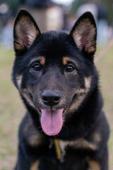 A lively black Shiba Inu is seen playing on a vibrant green lawn, radiating energy and joy. Its sleek black coat, curled tail, and expressive eyes capture the breed's unique charm and spirited 