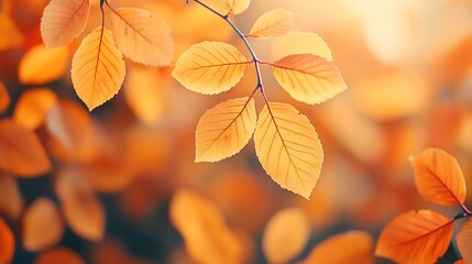 Obraz premium Vibrant Autumn Leaves in Warm Natural Backdrop with Copy Space