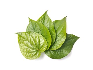 Piper betle or betel leaf isolated on white background. Herb medicine plant 