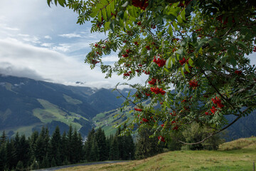 Beautiful mountains of Salzburg, Austria framed by colorful berries beneath a clear sky in a serene landscape during summer