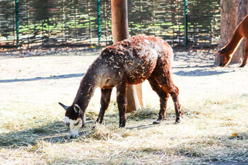 Alpaca Vicugna pacos brown wool animal on farm eats hay