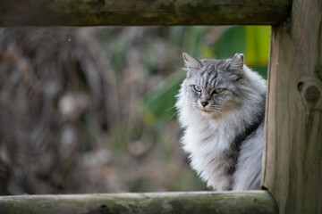 Obraz premium 自然公園の柵の向こうにたたずんでるサバトラ柄の毛が長い野良猫の横顔