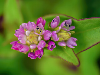 Obraz premium Extreme macro photography of persicaria nepalensis flowers , captured early in the morning in a garden in the eastern Andean mountains of central Colombia.