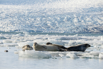 seals resting on the ice on the jokulsarlon glacier