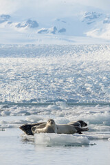 seals resting on the ice on the jokulsarlon glacier