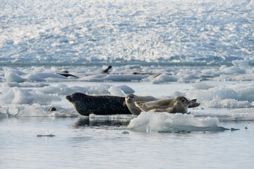 seals resting on the ice on the jokulsarlon glacier