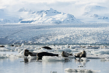 seals resting on the ice on the jokulsarlon glacier in iceland