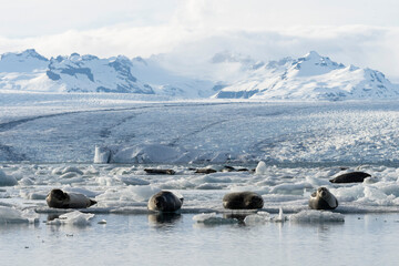 seals resting on the ice on the jokulsarlon glacier