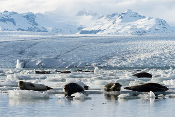 seals resting on the ice on the jokulsarlon glacier