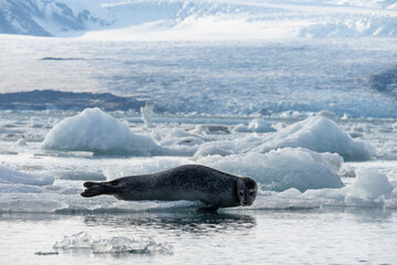seals resting on the ice on the jokulsarlon glacier