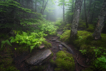 Misty forest path enveloped in morning light