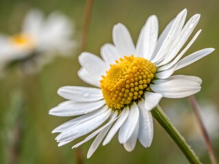 Close-up of a Delicate White Daisy
