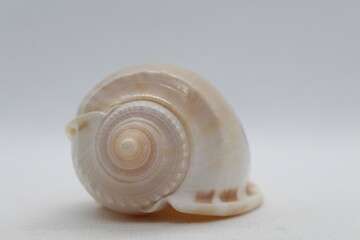 Conch shell isolated on a white background. 