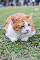 An adorable orange tabby cat is captured lounging lazily on a lush green lawn, its striped fur...