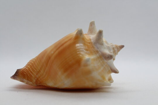 Fighting conch sea shell strombus pugilis isolated on a white background
