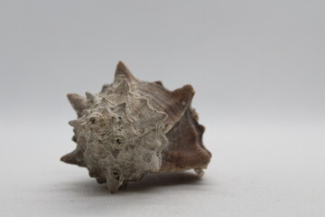 Corneta - Hexaplex trunculus - Murex trunculus, Phyllonotus trunculu isolated on a white background

