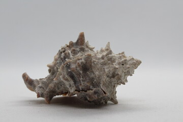 Corneta - Hexaplex trunculus - Murex trunculus, Phyllonotus trunculu isolated on a white background
