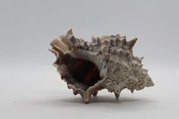 Fototapeta premium Corneta - Hexaplex trunculus - Murex trunculus, Phyllonotus trunculu isolated on a white background 