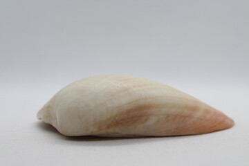 psammotreta brevifrons isolated on a white background 