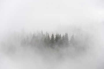 Stunning dramatic atmospheric landscape of pine trees in layers of mist in Whinlatter Forest in Lake District