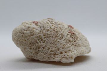 Fossilized sponge isolated on a white background 