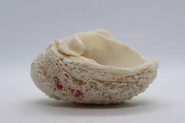 Fossilized sponge isolated on a white background 