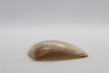 mactra coralllina lignaria isolated on a white background 