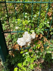 faded white roses