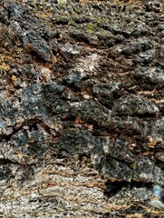 bark of a tree