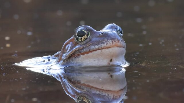 Brown frog (Rana temporaria) close-up in a pond.
