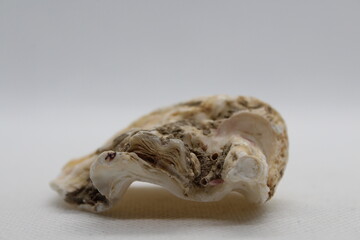Oyster shell isolated on a white background 
