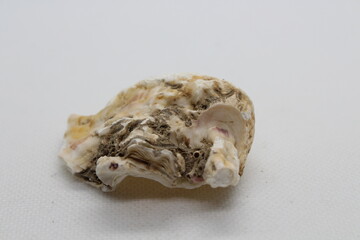 Oyster shell isolated on a white background 