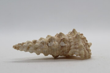 cerithium nodulosum isolated on a white background 